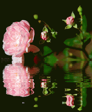 Imagenes de rosas rosadas en movimiento