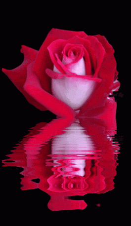 Imagenes de rosas con bordes rojos gif