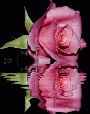 Imágenes de rosas rosadas con reflejo en movimiento